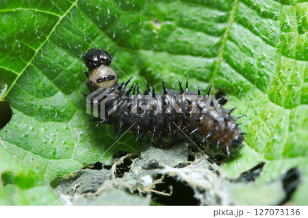 イラクサ科植物に守られるトゲトゲ付の真っ黒なアカタテハ蝶の幼虫（自然環境下ストロボマクロ撮影） 127073136