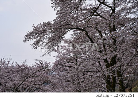 神奈川県 津久井湖城山公園の桜 神奈川県 津久井湖城山公園の桜 127073251
