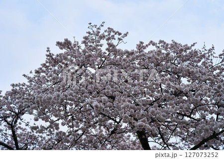 神奈川県 津久井湖城山公園の桜 神奈川県 津久井湖城山公園の桜 127073252