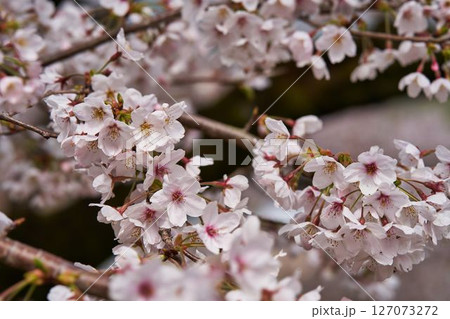 神奈川県　津久井湖城山公園の桜 127073272