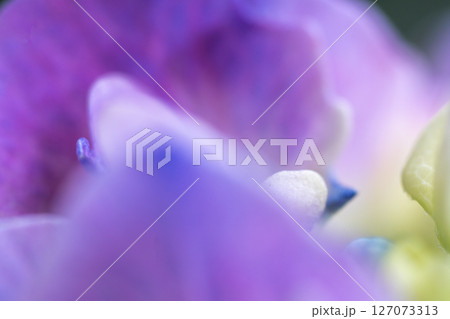 あじさい あじさい 127073313