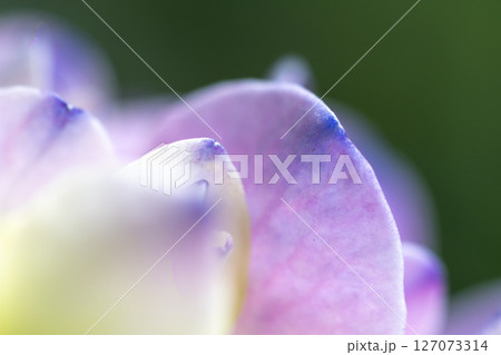 あじさい あじさい 127073314
