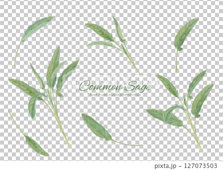 Fresh common sage painted in watercolor illustration material 127073503