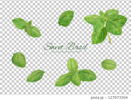 Fresh sweet basil painted in watercolor illustration material Fresh sweet basil painted in watercolor illustration material 127073504