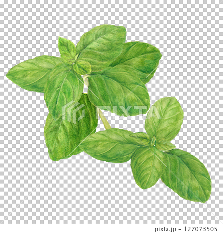 Fresh sweet basil cartoon drawn by watercolor Fresh sweet basil cartoon drawn by watercolor 127073505