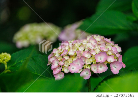 梅雨の晴れ間に咲いた紫陽花 梅雨の晴れ間に咲いた紫陽花 127073565