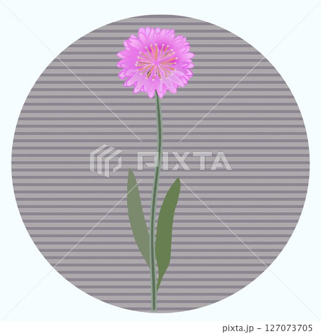円形背景のついたヤグルマギクのイラスト 円形背景のついたヤグルマギクのイラスト 127073705