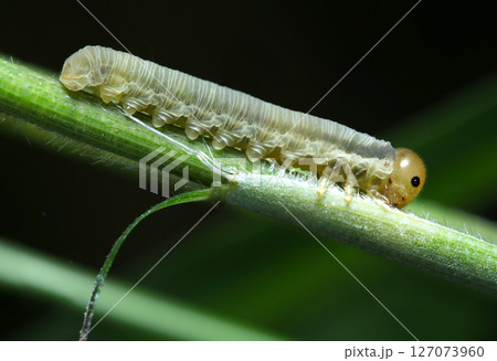 黄色い頭に黒い目、緑灰色体色のハバチ幼虫(自然環境下ストロボマクロ撮影) 黄色い頭に黒い目、緑灰色体色のハバチ幼虫(自然環境下ストロボマクロ撮影) 127073960