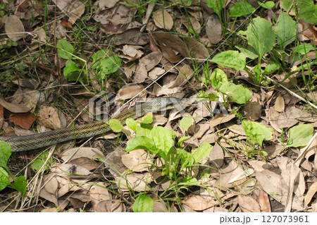 静かに落葉積もる林内の地面を移動するアオダイショウヘビ（自然環境下マクロ撮影） 127073961