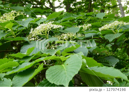 名前のとうり茎を切ると水が出るミズキの白い花 名前のとうり茎を切ると水が出るミズキの白い花 127074198