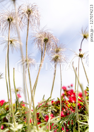 オキナグサとツツジの赤い花 オキナグサとツツジの赤い花 127074213