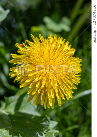 黄色いたんぽぽの花 127074216