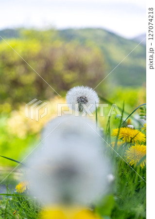 タンポポの綿毛と花が並ぶ景色 127074218