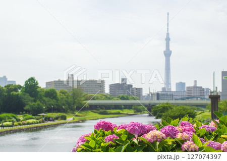 紫陽花咲く旧中川河川敷 127074397