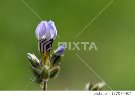 ギリア・トリコロールの花と蕾 127074404