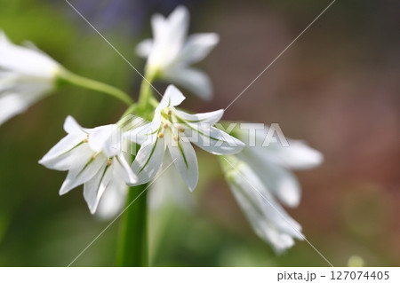 ミツカドネギの花 127074405