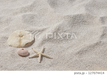 Seashells and Starfish on Soft Beach Sand Minimal Summer Nature Background. 127074414