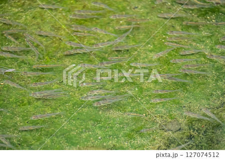川に群れる稚魚 川に群れる稚魚 127074512