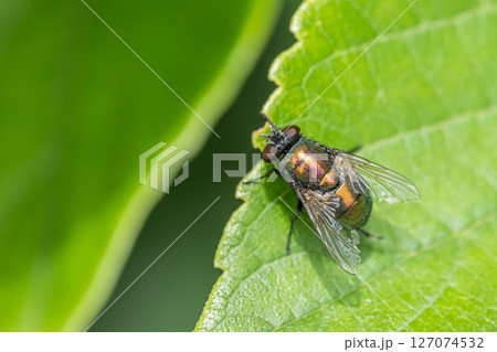 キンバエ キンバエ 127074532