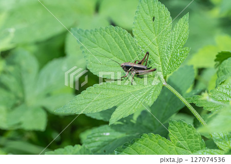 ヒメギス幼虫（メス） 127074536