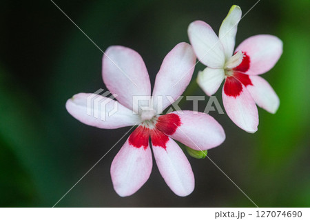 ヒメオウギの花、 127074690