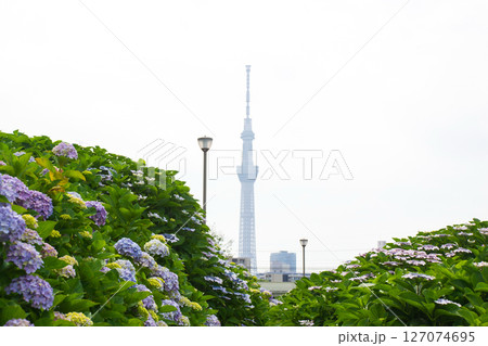 旧中川河川敷のアジサイ 旧中川河川敷のアジサイ 127074695