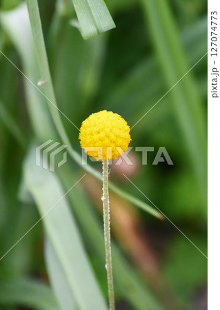 クラスペディア　Billy Buttons 'Golf Beauty' 127074773