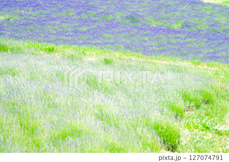 夏の北海道の観光の定番であるラベンダーの花 127074791