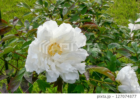 岩手県花巻市宮沢賢治記念館 イーハトーブ館の庭に咲く牡丹園の白いボタン 岩手県花巻市宮沢賢治記念館 イーハトーブ館の庭に咲く牡丹園の白いボタン 127074877