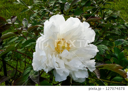 岩手県花巻市宮沢賢治記念館 イーハトーブ館の庭に咲く牡丹園の白いボタン 岩手県花巻市宮沢賢治記念館 イーハトーブ館の庭に咲く牡丹園の白いボタン 127074878