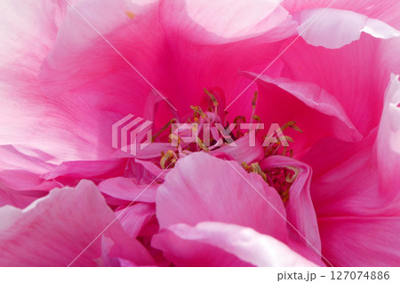 岩手県花巻市宮沢賢治記念館 イーハトーブ館の庭に咲く牡丹園の赤いボタン 岩手県花巻市宮沢賢治記念館 イーハトーブ館の庭に咲く牡丹園の赤いボタン 127074886