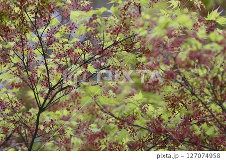 満開のモミジの花 127074958