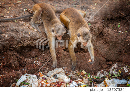 Monkey foraging through waste in an urban environment during midday in a wildlife area 127075244