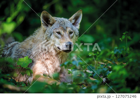 Wolf in summer forest. Wildlife scene from nature. Wild animal in the natural habitat 127075246