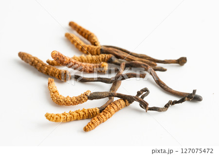 Cordyceps or Ophiocordyceps sinensis mushroom herb is fungus for used as medicine on white background. Cordyceps or Ophiocordyceps sinensis mushroom herb is fungus for used as medicine on white background. 127075472