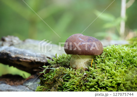 Bay bolete mushroom on mossy log in a peaceful forest Bay bolete mushroom on mossy log in a peaceful forest 127075744