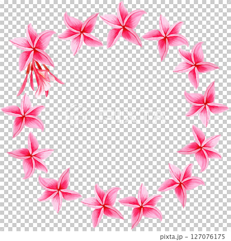 Pink plumeria flower wreath. Hand painted in watercolor. Ideal for spa branding, travel tropical packaging, summer wedding decor, textile design, greeting cards, and botanical illustrations. Bright 127076175