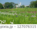 菖蒲が咲く頃の狭山丘陵に位置する青空の北山公園の池とショウブの花 127076315
