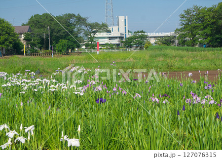 菖蒲が咲く頃の狭山丘陵に位置する青空の北山公園の池とショウブの花 菖蒲が咲く頃の狭山丘陵に位置する青空の北山公園の池とショウブの花 127076315