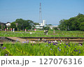 菖蒲が咲く頃の狭山丘陵に位置する青空の北山公園の池とショウブの花 127076316