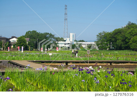 菖蒲が咲く頃の狭山丘陵に位置する青空の北山公園の池とショウブの花 菖蒲が咲く頃の狭山丘陵に位置する青空の北山公園の池とショウブの花 127076316