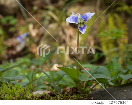 すみれの花 すみれの花 127076364