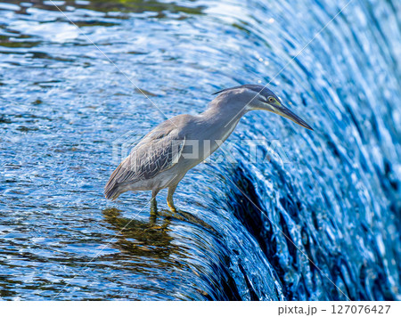 水辺のササゴイ 水辺のササゴイ 127076427