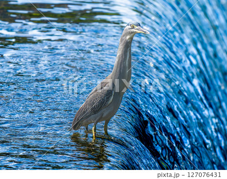 水辺のササゴイ 127076431