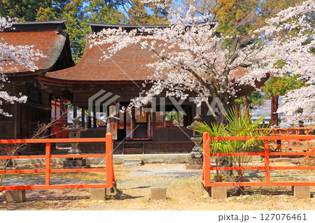 若宮拝殿と満開の桜 若宮拝殿と満開の桜 127076461