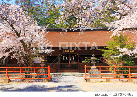 本殿前に植えられた満開の桜 本殿前に植えられた満開の桜 127076463