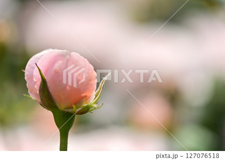 バラ　 127076518