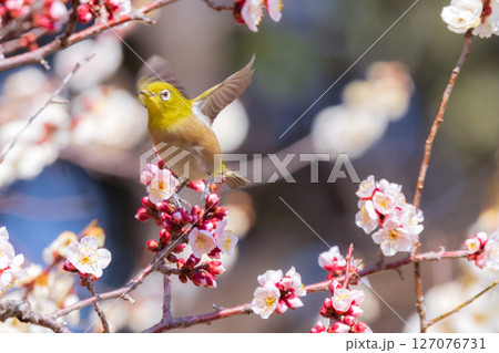 梅の花とメジロ 梅の花とメジロ 127076731