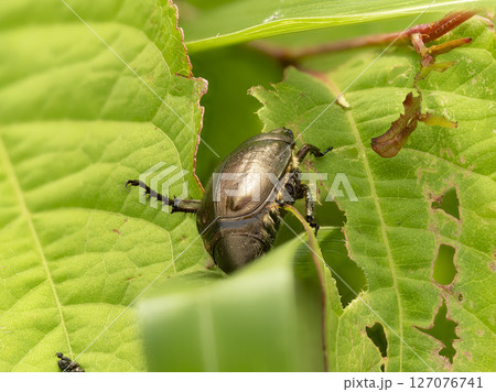 草を食べるドウガネブイブイ 草を食べるドウガネブイブイ 127076741