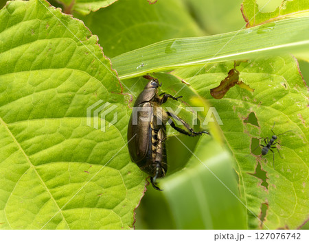草を食べるドウガネブイブイ 127076742